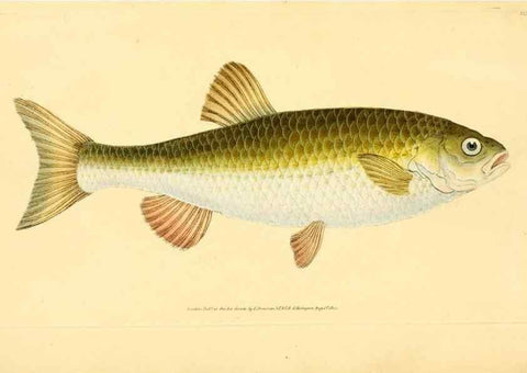 Reproducción/Reproduction 45880304471: The natural history of British fishes :. London :Printed for the author, and for F. and C. Rivington,1802-08.. 