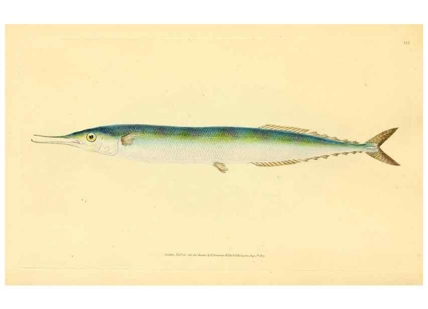 Reproducción/Reproduction 45830587512: The natural history of British fishes :. London :Printed for the author, and for F. and C. Rivington,1802-08.. 