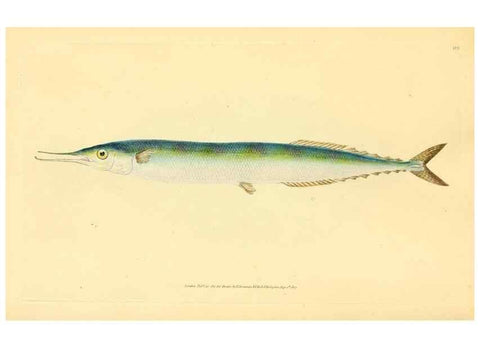 Reproducción/Reproduction 45830587512: The natural history of British fishes :. London :Printed for the author, and for F. and C. Rivington,1802-08.. 