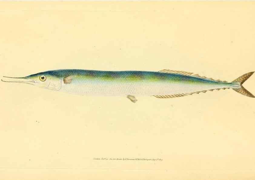 Reproducción/Reproduction 45830587512: The natural history of British fishes :. London :Printed for the author, and for F. and C. Rivington,1802-08.. 