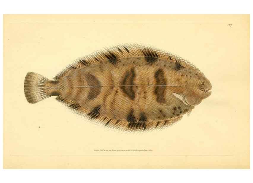 Reproducción/Reproduction 32008876888: The natural history of British fishes :. London :Printed for the author, and for F. and C. Rivington,1802-08.. 