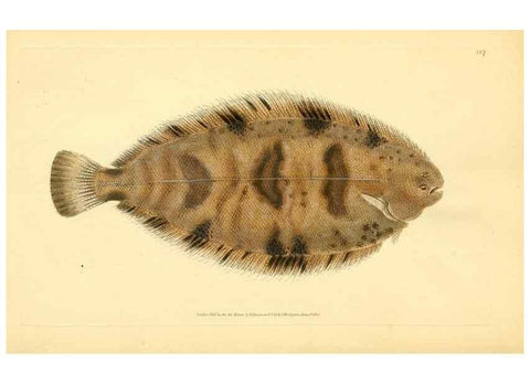 Reproducción/Reproduction 32008876888: The natural history of British fishes :. London :Printed for the author, and for F. and C. Rivington,1802-08.. 