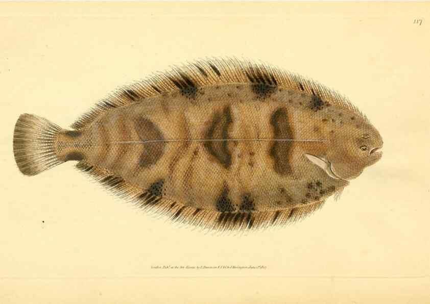 Reproducción/Reproduction 32008876888: The natural history of British fishes :. London :Printed for the author, and for F. and C. Rivington,1802-08.. 