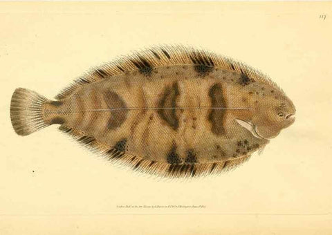 Reproducción/Reproduction 32008876888: The natural history of British fishes :. London :Printed for the author, and for F. and C. Rivington,1802-08.. 