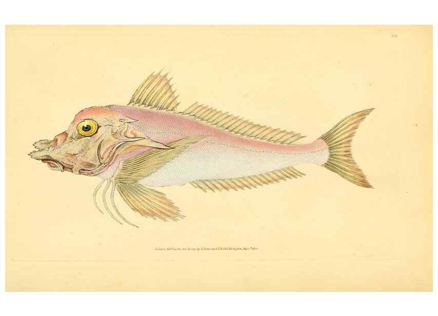 Reproducción/Reproduction 44063620990: The natural history of British fishes :. London :Printed for the author, and for F. and C. Rivington,1802-08.. 