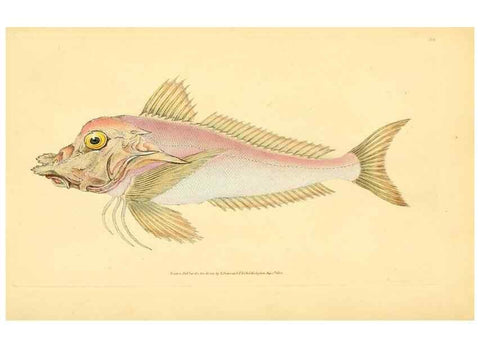 Reproducción/Reproduction 44063620990: The natural history of British fishes :. London :Printed for the author, and for F. and C. Rivington,1802-08.. 