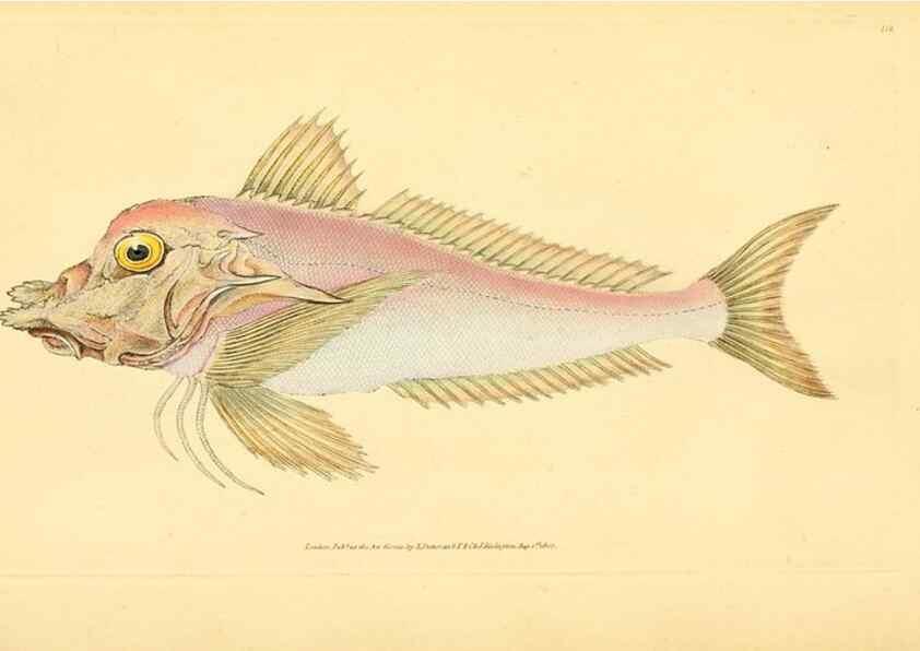 Reproducción/Reproduction 44063620990: The natural history of British fishes :. London :Printed for the author, and for F. and C. Rivington,1802-08.. 