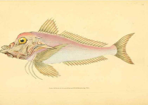 Reproducción/Reproduction 44063620990: The natural history of British fishes :. London :Printed for the author, and for F. and C. Rivington,1802-08.. 