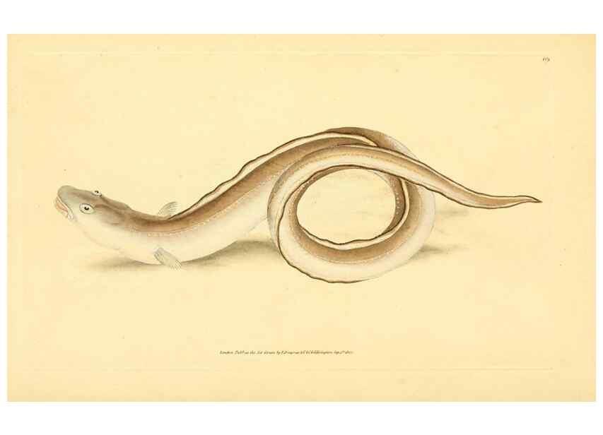 Reproducción/Reproduction 45830590852: The natural history of British fishes :. London :Printed for the author, and for F. and C. Rivington,1802-08.. 