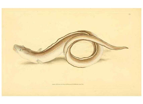 Reproducción/Reproduction 45830590852: The natural history of British fishes :. London :Printed for the author, and for F. and C. Rivington,1802-08.. 