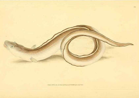 Reproducción/Reproduction 45830590852: The natural history of British fishes :. London :Printed for the author, and for F. and C. Rivington,1802-08.. 