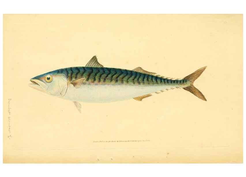 Reproducción/Reproduction 45830592292: The natural history of British fishes :. London :Printed for the author, and for F. and C. Rivington,1802-08.. 