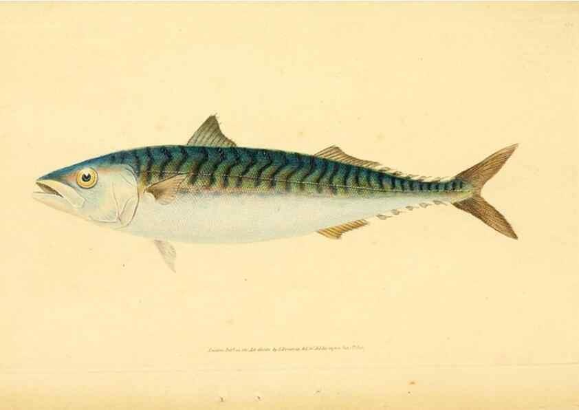 Reproducción/Reproduction 45830592292: The natural history of British fishes :. London :Printed for the author, and for F. and C. Rivington,1802-08.. 