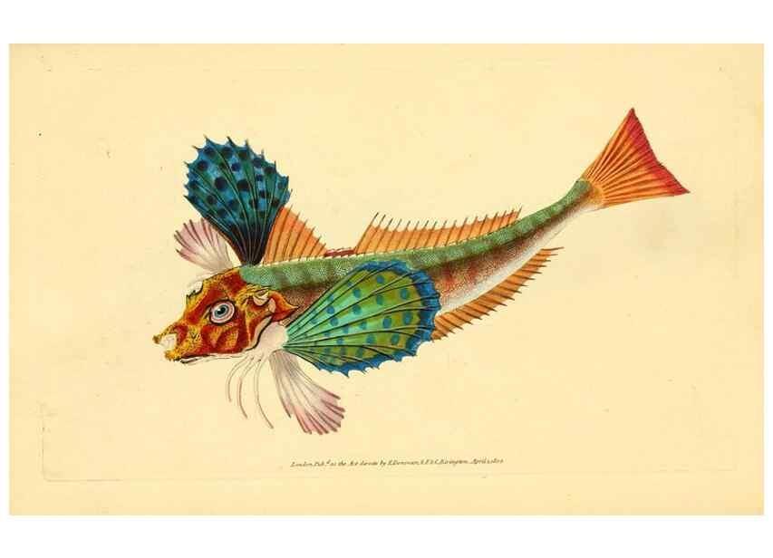 Reproducción/Reproduction 32008913718: The natural history of British fishes :. London :Printed for the author, and for F. and C. Rivington,1802-08.. 