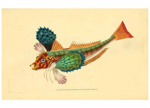 Reproducción/Reproduction 32008913718: The natural history of British fishes :. London :Printed for the author, and for F. and C. Rivington,1802-08.. 