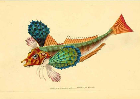 Reproducción/Reproduction 32008913718: The natural history of British fishes :. London :Printed for the author, and for F. and C. Rivington,1802-08.. 
