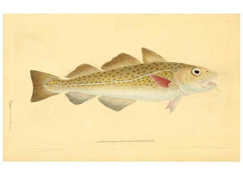 Reproducción/Reproduction 45880297371: The natural history of British fishes :. London :Printed for the author, and for F. and C. Rivington,1802-08.. 