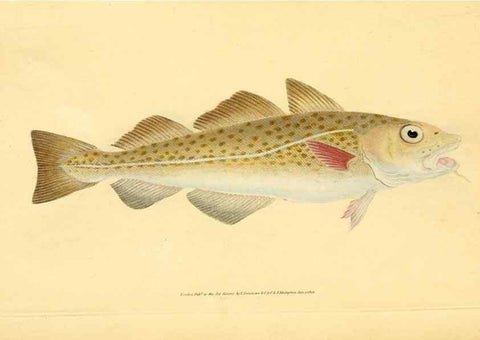 Reproducción/Reproduction 45880297371: The natural history of British fishes :. London :Printed for the author, and for F. and C. Rivington,1802-08.. 