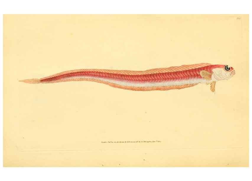 Reproducción/Reproduction 44967021235: The natural history of British fishes :. London :Printed for the author, and for F. and C. Rivington,1802-08.. 