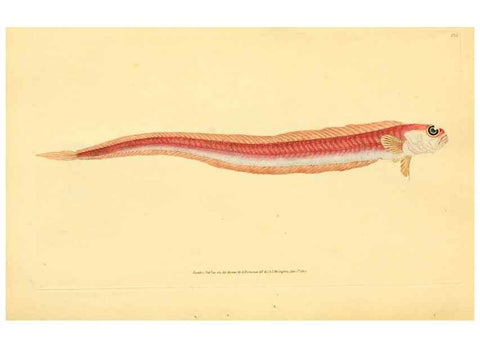 Reproducción/Reproduction 44967021235: The natural history of British fishes :. London :Printed for the author, and for F. and C. Rivington,1802-08.. 