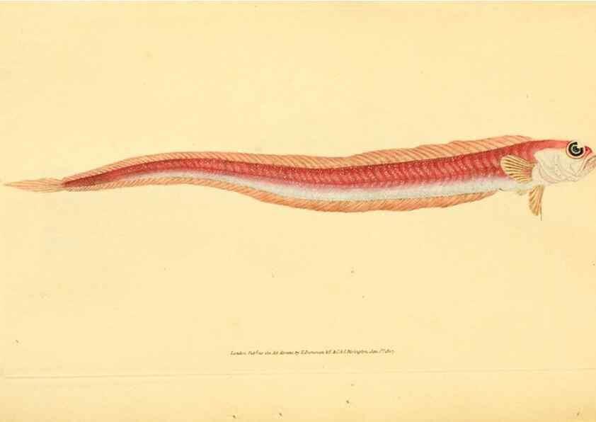 Reproducción/Reproduction 44967021235: The natural history of British fishes :. London :Printed for the author, and for F. and C. Rivington,1802-08.. 