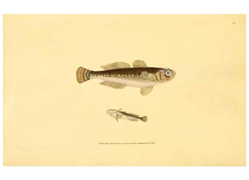 Reproducción/Reproduction 32008850298: The natural history of British fishes :. London :Printed for the author, and for F. and C. Rivington,1802-08.. 
