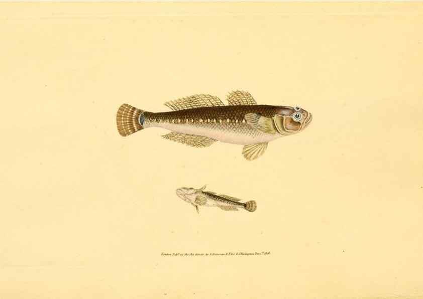 Reproducción/Reproduction 32008850298: The natural history of British fishes :. London :Printed for the author, and for F. and C. Rivington,1802-08.. 