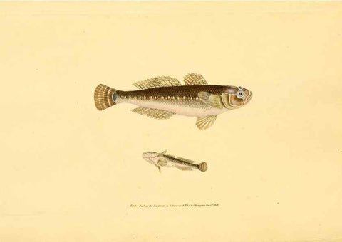 Reproducción/Reproduction 32008850298: The natural history of British fishes :. London :Printed for the author, and for F. and C. Rivington,1802-08.. 