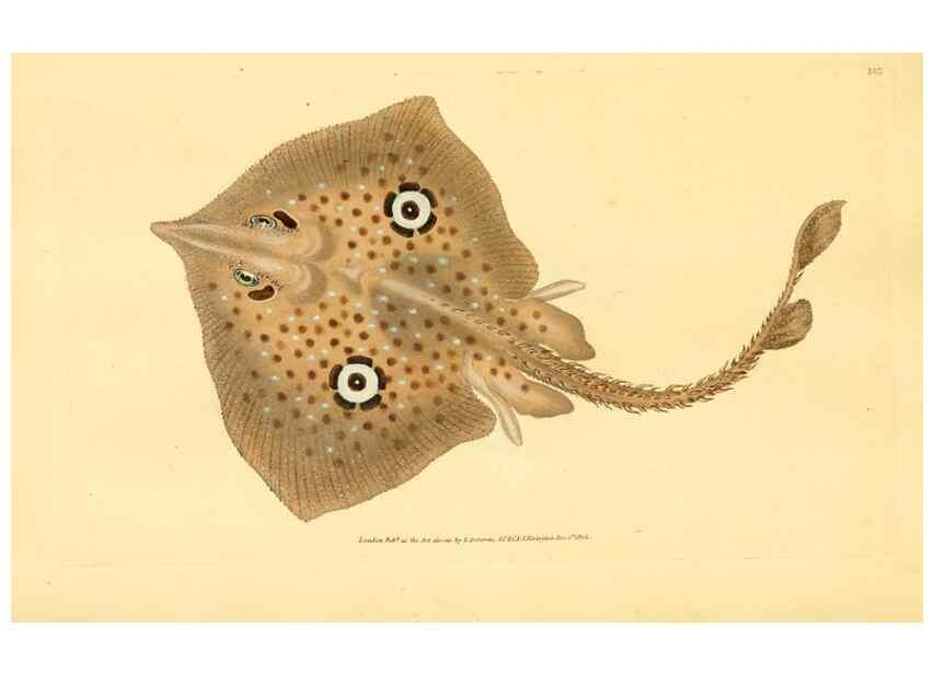 Reproducción/Reproduction 32008848778: The natural history of British fishes :. London :Printed for the author, and for F. and C. Rivington,1802-08.. 