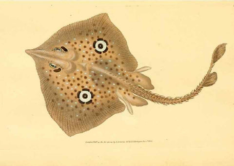Reproducción/Reproduction 32008848778: The natural history of British fishes :. London :Printed for the author, and for F. and C. Rivington,1802-08.. 