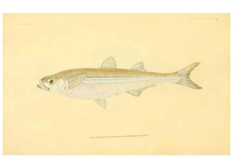 Reproducción/Reproduction 44063553520: The natural history of British fishes :. London :Printed for the author, and for F. and C. Rivington,1802-08.. 