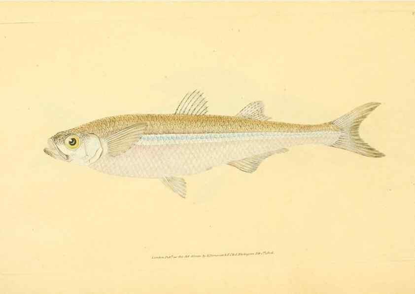 Reproducción/Reproduction 44063553520: The natural history of British fishes :. London :Printed for the author, and for F. and C. Rivington,1802-08.. 