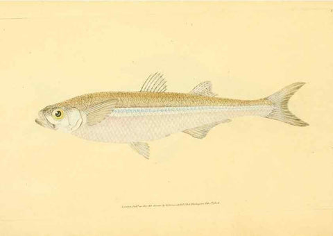 Reproducción/Reproduction 44063553520: The natural history of British fishes :. London :Printed for the author, and for F. and C. Rivington,1802-08.. 