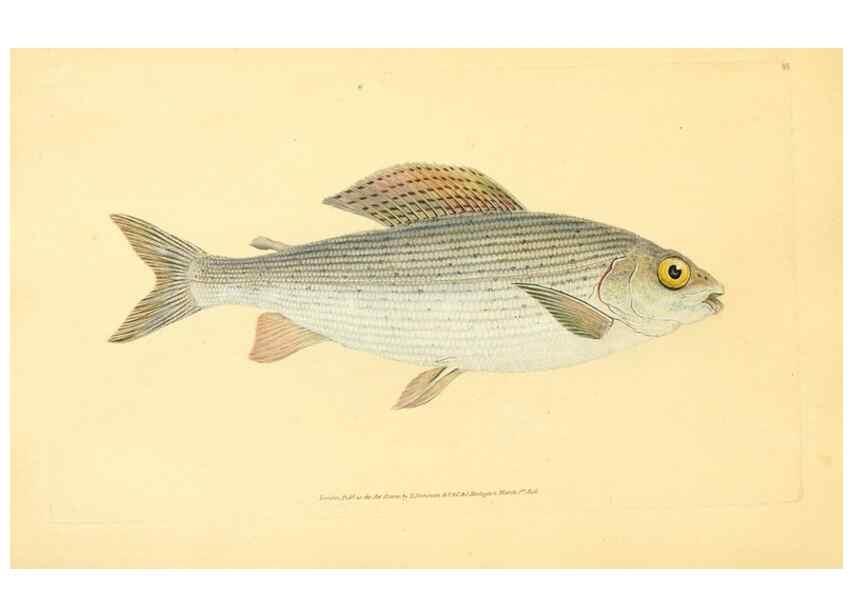 Reproducción/Reproduction 32008827948: The natural history of British fishes :. London :Printed for the author, and for F. and C. Rivington,1802-08.. 