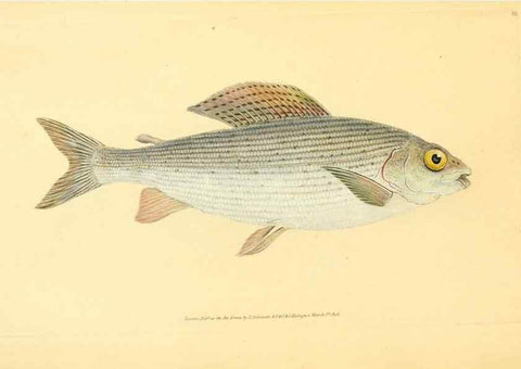 Reproducción/Reproduction 32008827948: The natural history of British fishes :. London :Printed for the author, and for F. and C. Rivington,1802-08.. 