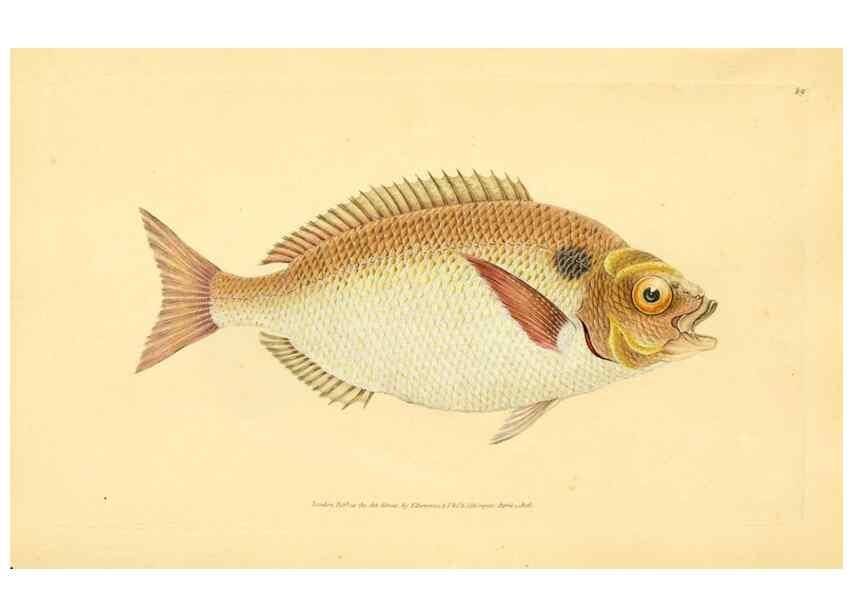 Reproducción/Reproduction 44063556550: The natural history of British fishes :. London :Printed for the author, and for F. and C. Rivington,1802-08.. 