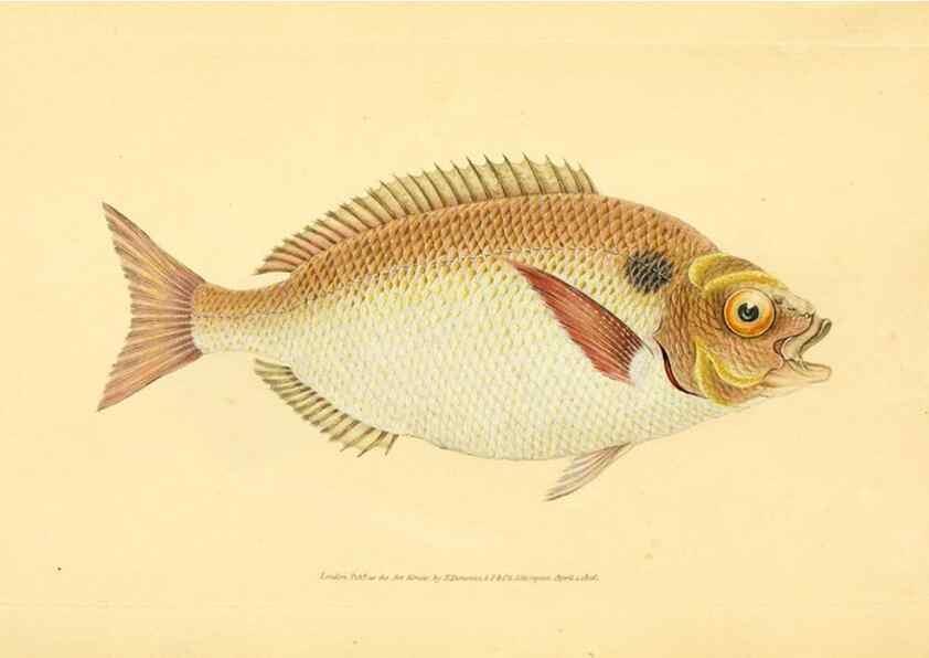Reproducción/Reproduction 44063556550: The natural history of British fishes :. London :Printed for the author, and for F. and C. Rivington,1802-08.. 