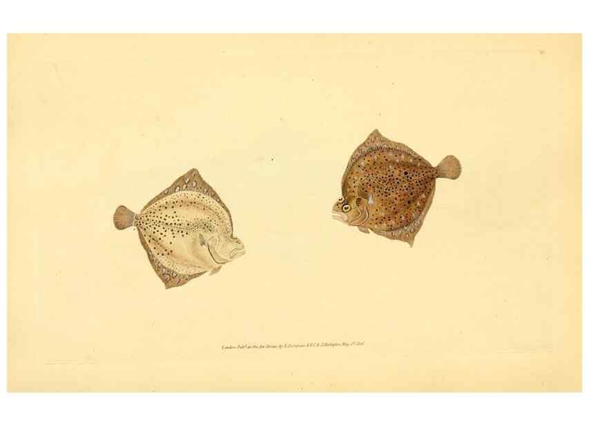 Reproducción/Reproduction 44966987965: The natural history of British fishes :. London :Printed for the author, and for F. and C. Rivington,1802-08.. 