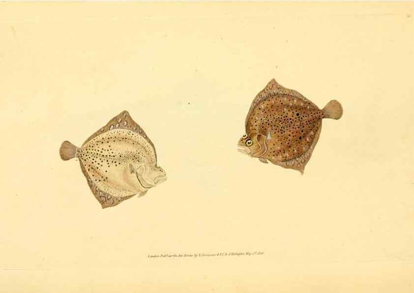 Reproducción/Reproduction 44966987965: The natural history of British fishes :. London :Printed for the author, and for F. and C. Rivington,1802-08.. 