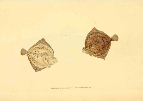 Reproducción/Reproduction 44966987965: The natural history of British fishes :. London :Printed for the author, and for F. and C. Rivington,1802-08.. 