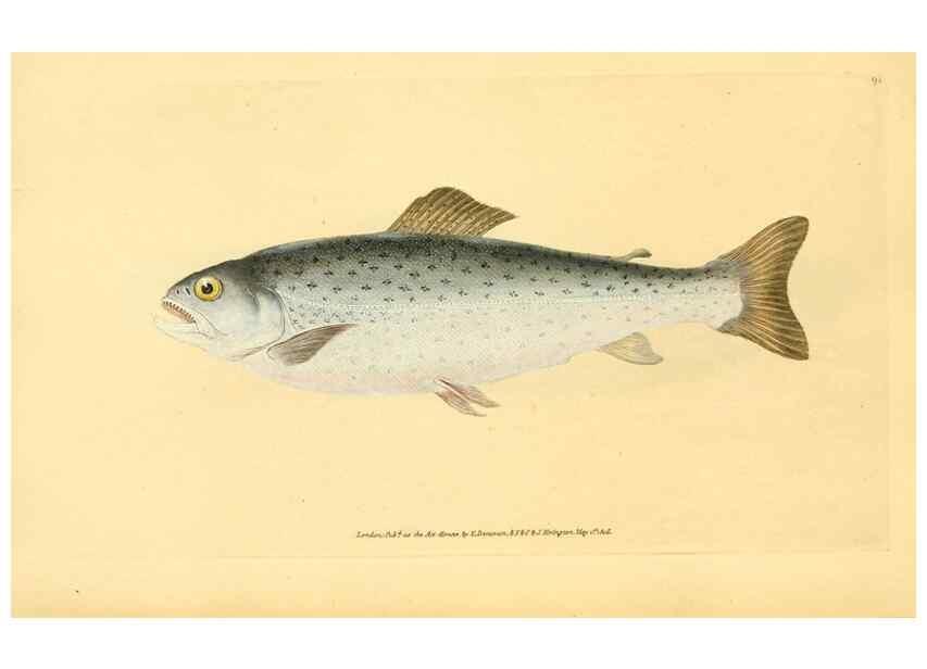 Reproducción/Reproduction 45830544352: The natural history of British fishes :. London :Printed for the author, and for F. and C. Rivington,1802-08.. 
