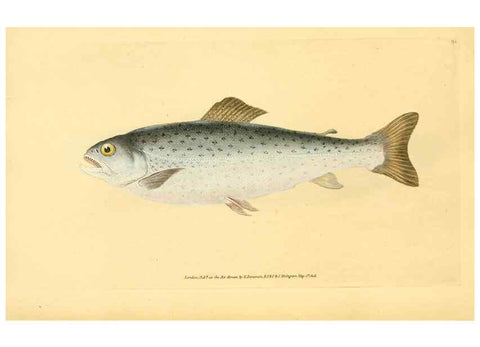 Reproducción/Reproduction 45830544352: The natural history of British fishes :. London :Printed for the author, and for F. and C. Rivington,1802-08.. 