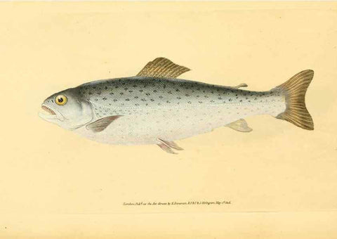 Reproducción/Reproduction 45830544352: The natural history of British fishes :. London :Printed for the author, and for F. and C. Rivington,1802-08.. 