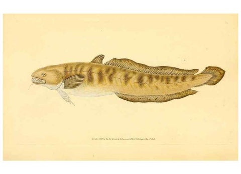 Reproducción/Reproduction 44063562010: The natural history of British fishes :. London :Printed for the author, and for F. and C. Rivington,1802-08.. 