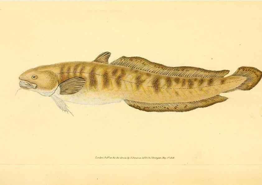 Reproducción/Reproduction 44063562010: The natural history of British fishes :. London :Printed for the author, and for F. and C. Rivington,1802-08.. 
