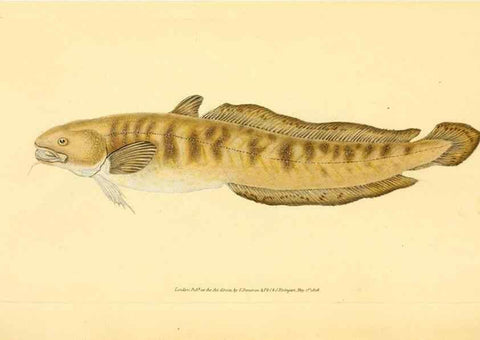 Reproducción/Reproduction 44063562010: The natural history of British fishes :. London :Printed for the author, and for F. and C. Rivington,1802-08.. 