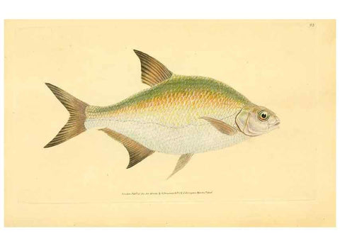 Reproducción/Reproduction 45830548452: The natural history of British fishes :. London :Printed for the author, and for F. and C. Rivington,1802-08.. 