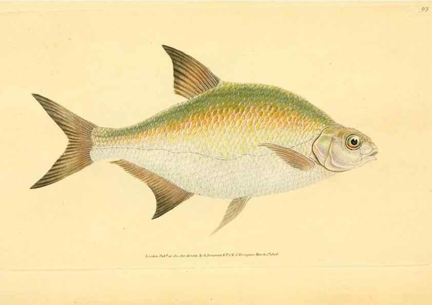 Reproducción/Reproduction 45830548452: The natural history of British fishes :. London :Printed for the author, and for F. and C. Rivington,1802-08.. 