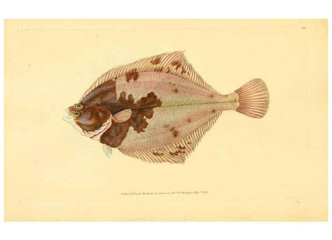 Reproducción/Reproduction 45156099204: The natural history of British fishes :. London :Printed for the author, and for F. and C. Rivington,1802-08.. 