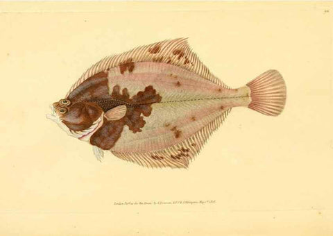 Reproducción/Reproduction 45156099204: The natural history of British fishes :. London :Printed for the author, and for F. and C. Rivington,1802-08.. 